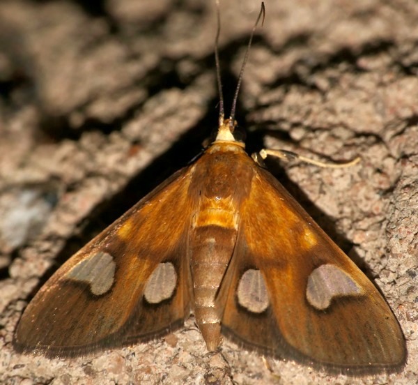 /filer/webapps/moths/media/images/F/flavicepsalis_Ulopeza_A_DUPONT_01.JPG