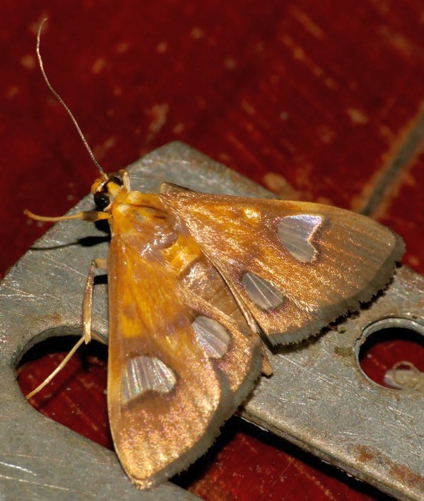/filer/webapps/moths/media/images/F/flavicepsalis_Ulopeza_A_DUPONT_02_.JPG
