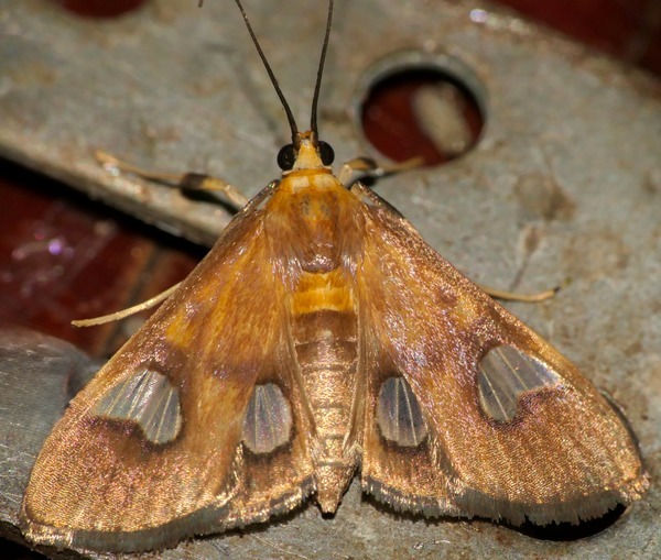 /filer/webapps/moths/media/images/F/flavicepsalis_Ulopeza_A_DUPONT_03_.JPG