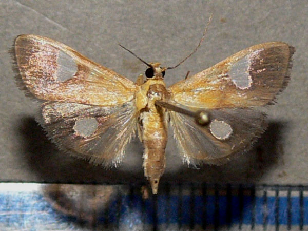 /filer/webapps/moths/media/images/F/flavicepsalis_Ulopeza_A_Goff.jpg