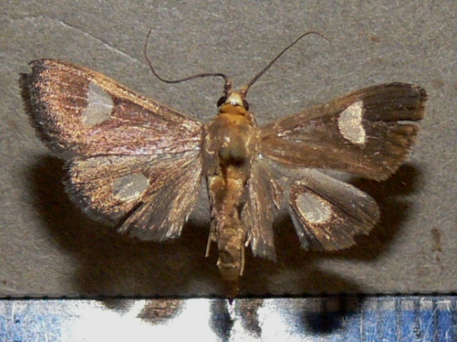 /filer/webapps/moths/media/images/F/flavicepsalis_Ulopeza_A_Goffa.JPG