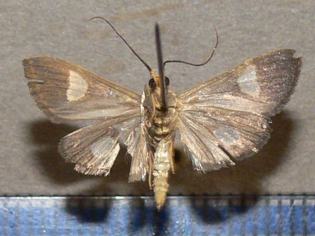 /filer/webapps/moths/media/images/F/flavicepsalis_Ulopeza_A_Goffb.JPG