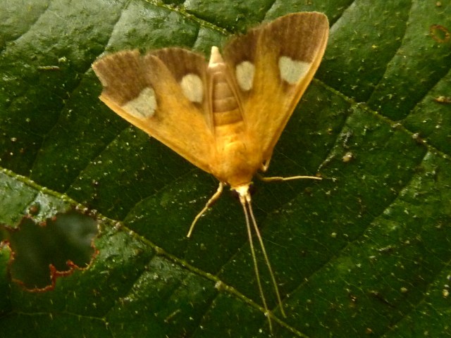 /filer/webapps/moths/media/images/F/flavicepsalis_Ulopeza_A_Hancock.JPG