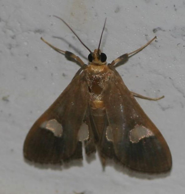 /filer/webapps/moths/media/images/F/flavicepsalis_Ulopeza_A_Jorpeland.jpg