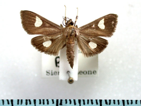 /filer/webapps/moths/media/images/F/flavicepsalis_Ulopeza_A_Revell_01.jpg