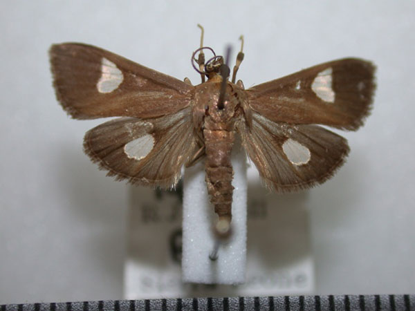 /filer/webapps/moths/media/images/F/flavicepsalis_Ulopeza_A_Revell_02.jpg