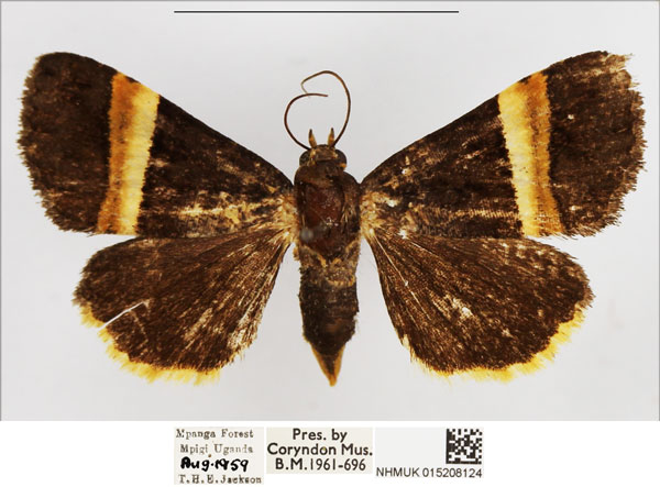 /filer/webapps/moths/media/images/F/flavicilia_Ozarba_AF_NHMUK.jpg