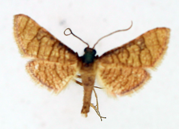 /filer/webapps/moths/media/images/F/flavicilia_Rhodoneura_AM_TMSA.jpg