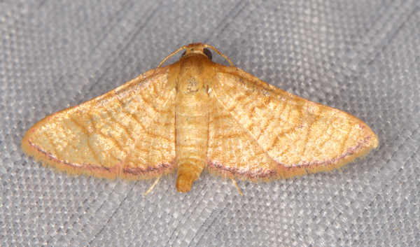 /filer/webapps/moths/media/images/F/flavicilia_Rhodoneura_A_Heyns_01.jpg