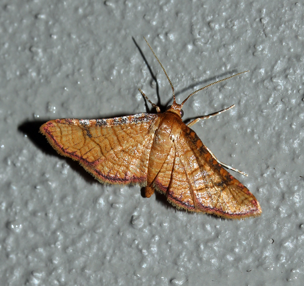 /filer/webapps/moths/media/images/F/flavicilia_Rhodoneura_A_Roland_01.jpg