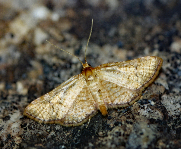 /filer/webapps/moths/media/images/F/flavicilia_Rhodoneura_A_Roland_01_jtykv2A.jpg