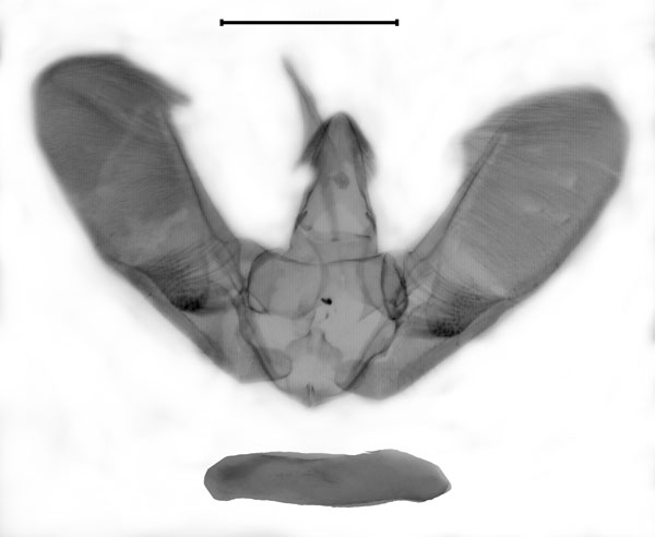 /filer/webapps/moths/media/images/F/flavicilialis_Pyrausta_GMHT_ZSM.jpg