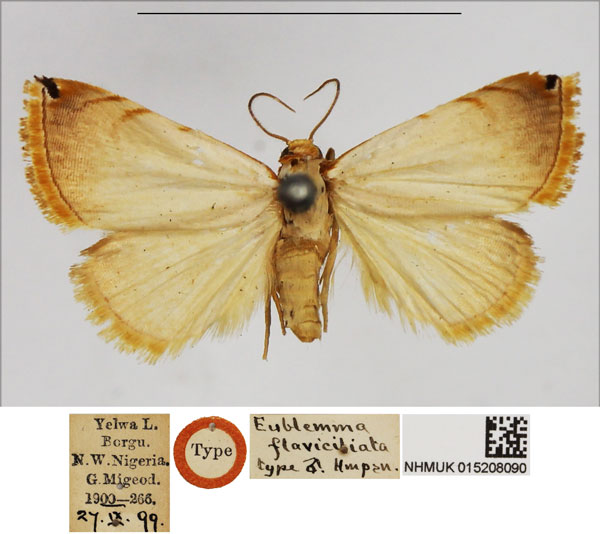 /filer/webapps/moths/media/images/F/flaviciliata_Eublemma_HT_BMNH.jpg