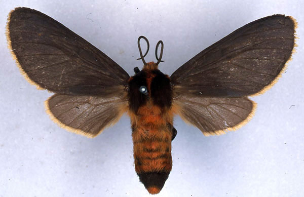 /filer/webapps/moths/media/images/F/flaviciliata_Metarctia_PLT_BMNH_01.jpg