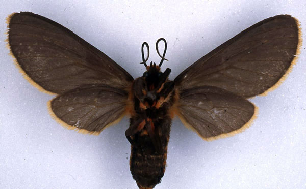 /filer/webapps/moths/media/images/F/flaviciliata_Metarctia_PLT_BMNH_02.jpg