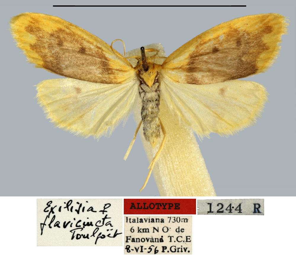 /filer/webapps/moths/media/images/F/flavicincta_Exilisia_AT_MNHN.jpg