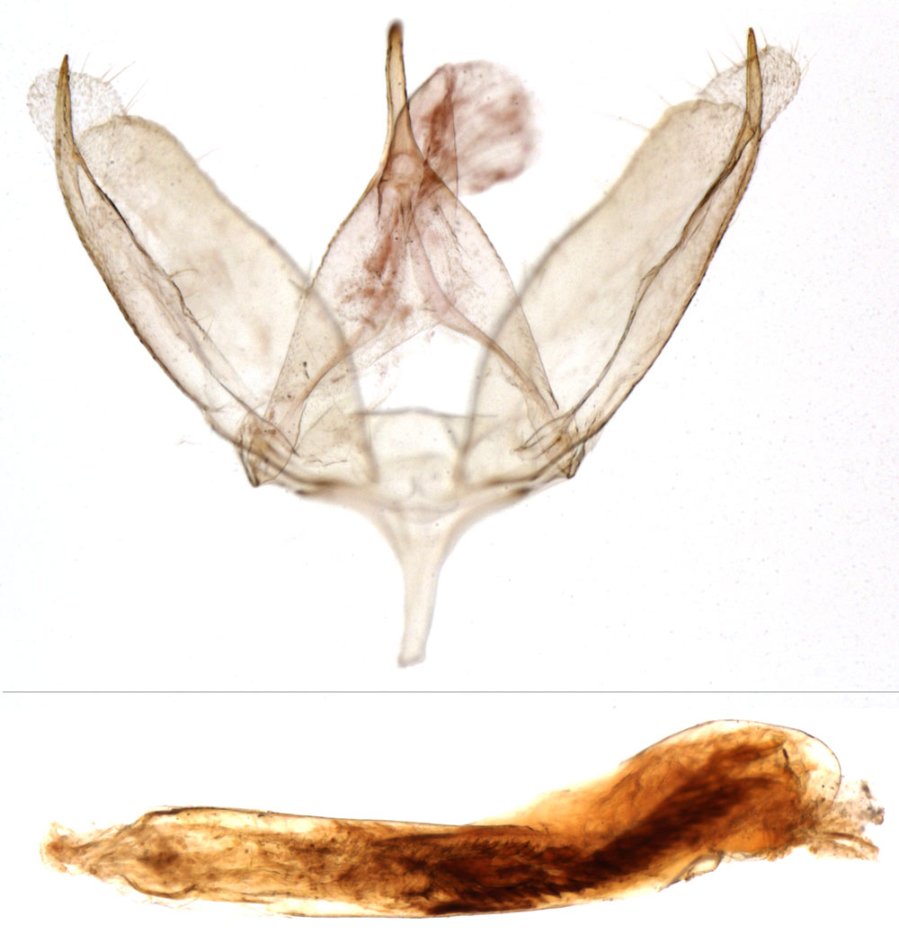 /filer/webapps/moths/media/images/F/flavicincta_Exilisia_GMHT_MNHN_867.jpg