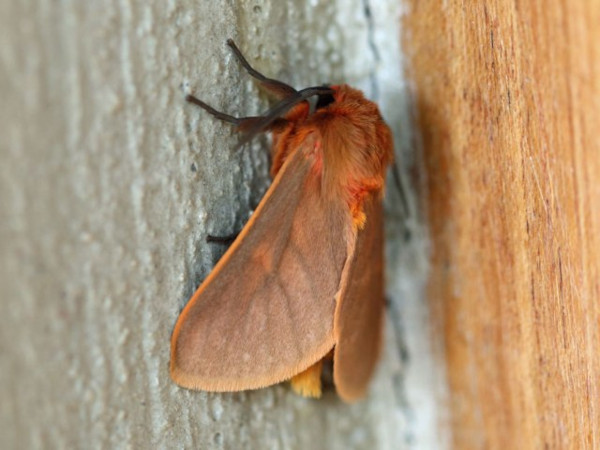 /filer/webapps/moths/media/images/F/flavicincta_Metarctia_A_Voaden.jpg