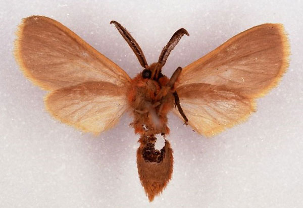 /filer/webapps/moths/media/images/F/flavicincta_Metarctia_HT_SNHM_02.jpg