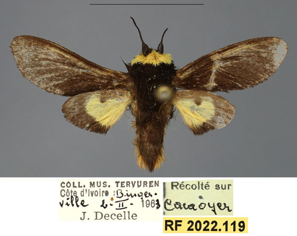 /filer/webapps/moths/media/images/F/flavicollis_Casphalia_AM_RMCA.jpg
