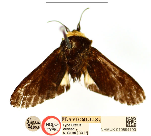 /filer/webapps/moths/media/images/F/flavicollis_Casphalia_HT_BMNH_9lpMihE.jpg