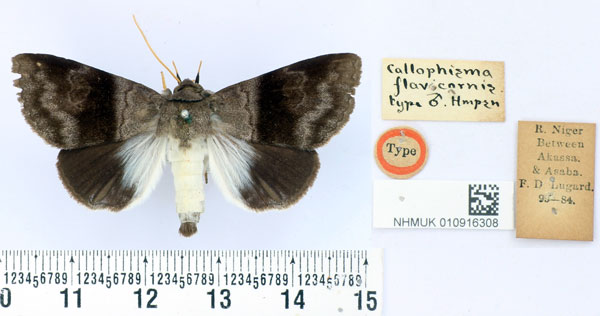 /filer/webapps/moths/media/images/F/flavicornis_Callophisma_HT_BMNH.jpg