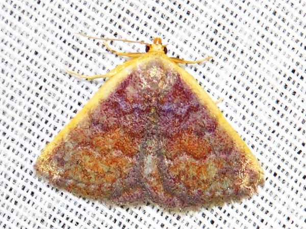 /filer/webapps/moths/media/images/F/flavicosta_Eublemma_A_Braun.jpg