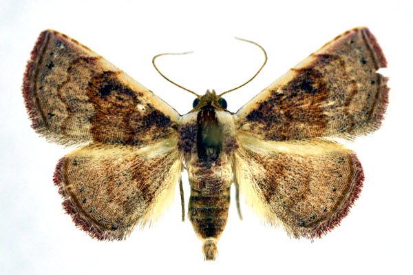 /filer/webapps/moths/media/images/F/flavicosta_Eublemma_A_NHMO_01.jpg