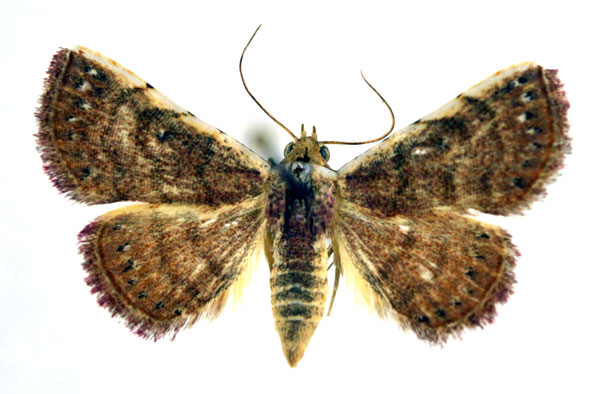 /filer/webapps/moths/media/images/F/flavicosta_Eublemma_A_NHMO_02.jpg