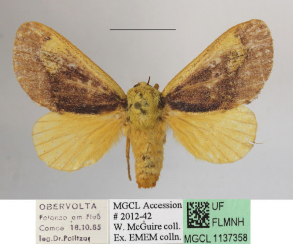 /filer/webapps/moths/media/images/F/flavicosta_Latoia_A_MGCLa_01.JPG