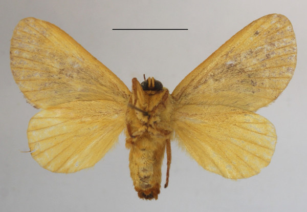 /filer/webapps/moths/media/images/F/flavicosta_Latoia_A_MGCLb_01.JPG