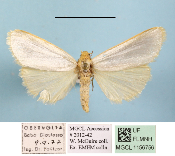 /filer/webapps/moths/media/images/F/flavicosta_Ochrotilema_A_MGCLa_01.JPG