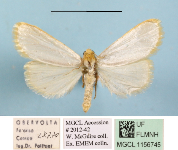 /filer/webapps/moths/media/images/F/flavicosta_Ochrotilema_A_MGCLa_02.JPG