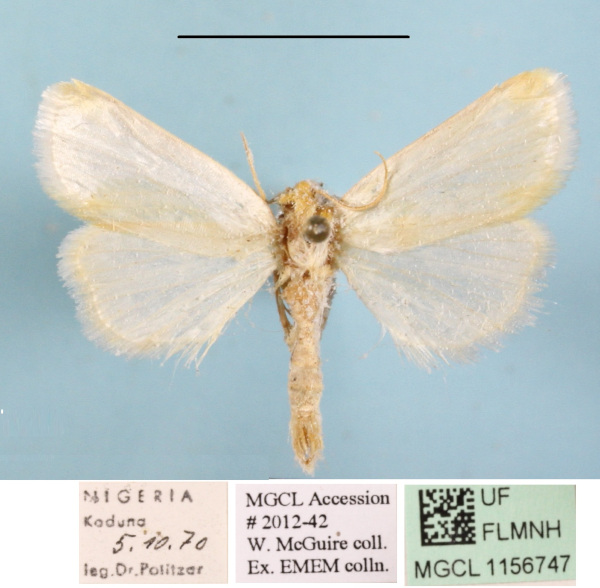 /filer/webapps/moths/media/images/F/flavicosta_Ochrotilema_A_MGCLa_03.JPG