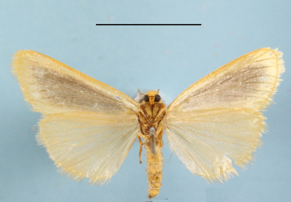 /filer/webapps/moths/media/images/F/flavicosta_Ochrotilema_A_MGCLb_01.JPG