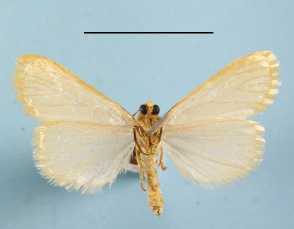 /filer/webapps/moths/media/images/F/flavicosta_Ochrotilema_A_MGCLb_02.JPG
