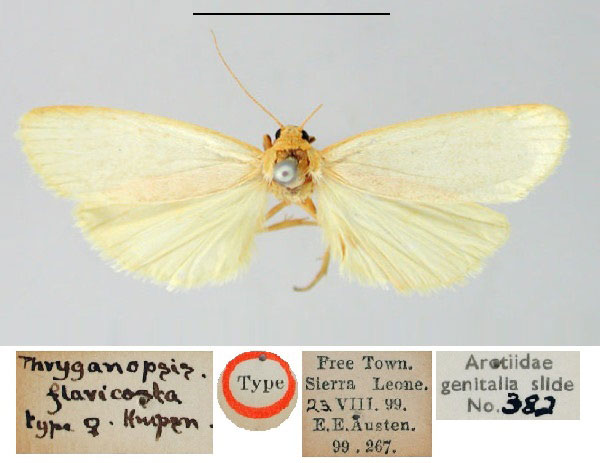 /filer/webapps/moths/media/images/F/flavicosta_Phryganopsis_HT_BMNH.jpg