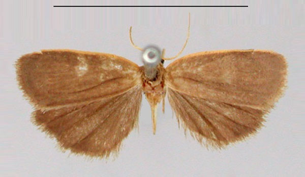 /filer/webapps/moths/media/images/F/flavicosta_Pusiola_AM_BMNH.jpg