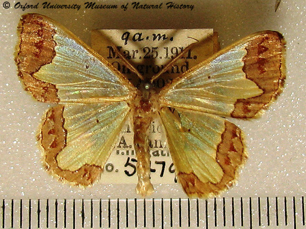 /filer/webapps/moths/media/images/F/flavicosta_Zamarada_A_OUMNH.jpg