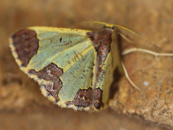 /filer/webapps/moths/media/images/F/flavicosta_Zamarada_A_Voaden.jpg