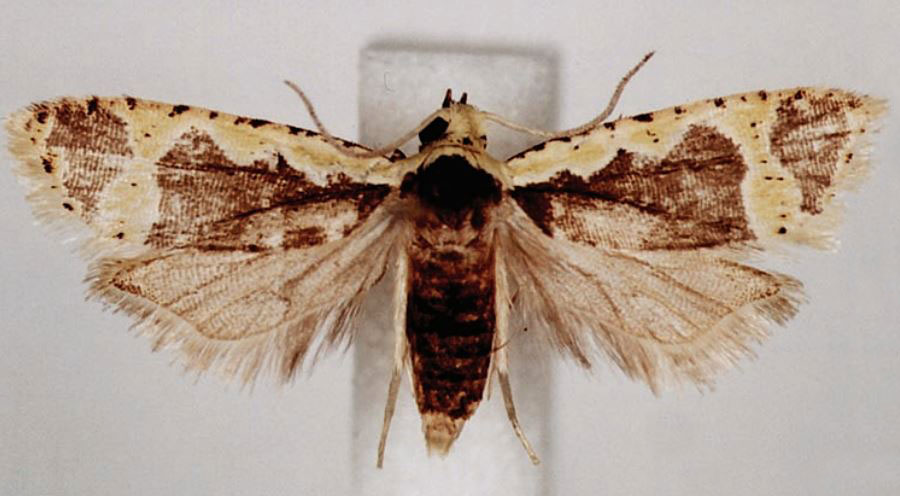 /filer/webapps/moths/media/images/F/flavicostana_Panegyra_AF_BMNH.jpg