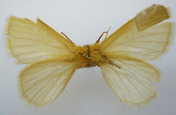/filer/webapps/moths/media/images/F/flavicostata_Phyllalia_HT_NHMUKb.jpg