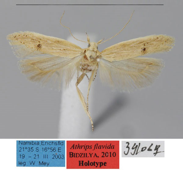 /filer/webapps/moths/media/images/F/flavida_Athrips_HT_ZMHB_5KCUICE.jpg
