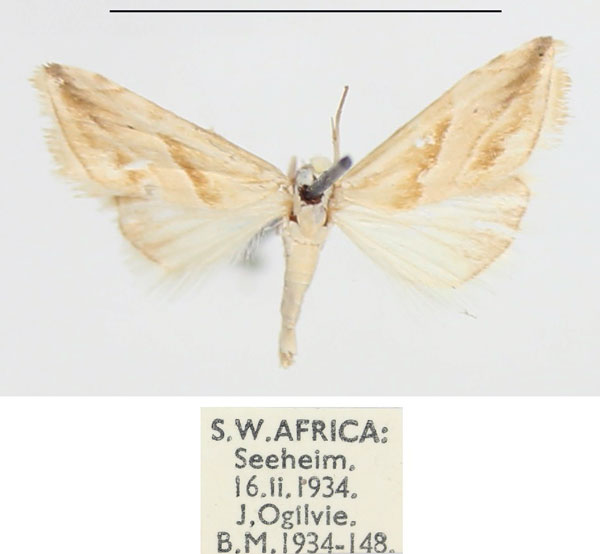 /filer/webapps/moths/media/images/F/flavida_Eublemma_AM_BMNH_02.jpg