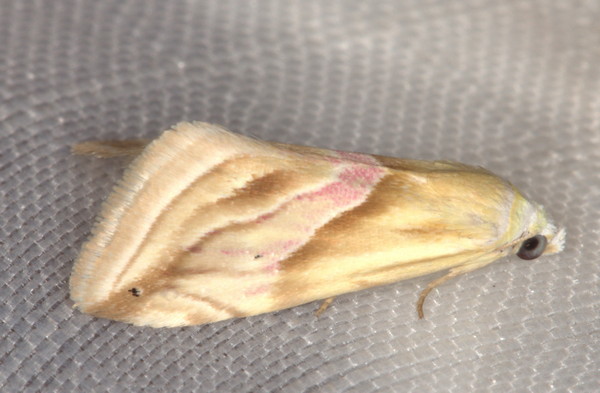 /filer/webapps/moths/media/images/F/flavida_Eublemma_A_Heyns_02.jpg