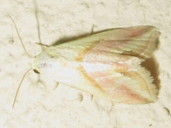 /filer/webapps/moths/media/images/F/flavida_Eublemma_A_Sydes.jpg