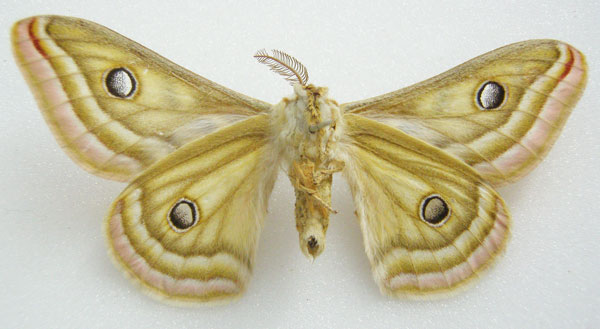 /filer/webapps/moths/media/images/F/flavida_Saturnia_STM_NHMUKb.jpg