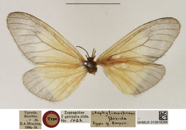/filer/webapps/moths/media/images/F/flavida_Staphylinochrous_HT_NHMUK.jpg
