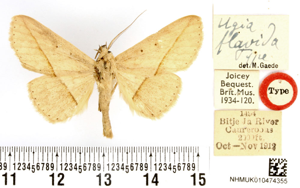 /filer/webapps/moths/media/images/F/flavida_Ugia_HT_BMNH.jpg
