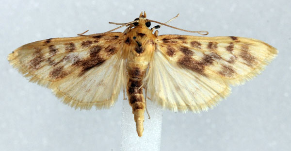 /filer/webapps/moths/media/images/F/flavidalis_Archernis_AM_Agassiz.jpg